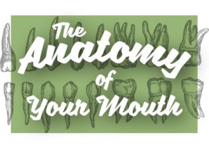 Oral Anatomy 101