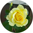 Sarah Kubesh profile picture
