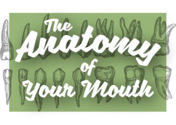 Glencoe dentist, Dr. Knorr at Forever Smiles shares all about the anatomy of your mouth and how it works together for your benefit.